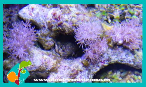 xenia-pulsante-sp-tienda-de-peces-online-coral-blando-acuario-skimmer-bomba-alimento-vivo-seco-placton-