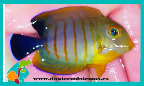 acanthurus-tristis-tienda-de-peces-online-peces-por-internet-mundo-marino