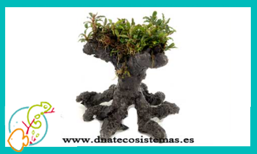 bonsai-bucephalandra-plantas-para-acuarios-de-agua-dulce