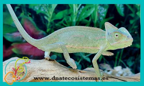 oferta-camaleon-de-yemen-12-15cm-hembra-chamaleo-calyptratus-tienda-venta-de-reptiles-online-venta-reptiles-por-internet