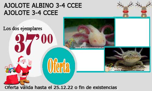 AJOLOTE  ALBINO 3-4 CCEE + AJOLOTE 3-4 CCEE