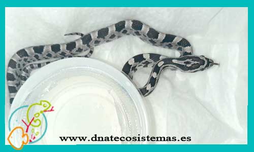 serpiente-del-maiz-anery-2-elaphe-guttata-tienda-de-peces-online-venta-de-reptiles-online-tienda-de-serpientes-culebras-baratas-tienda-de-reptiles-online