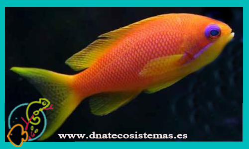 pseudanthias-squamipinnis-4-6cm-hembra-tienda-de-peces-online