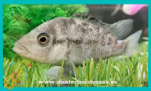 oferta-venta-cichlasoma-haitiano-4-5cm-ccee-nandopsis-haitiensis-tetracanthus-salvini-ramsdeni-tienda-peces-baratos-online-venta-ciclidos-americanos-por-internet-tienda-mascotas-peces-cilcidos-rebjas-envio