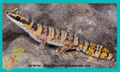 oferta-venta-gecko-marmorata-economicos-por-internet-tienda-mascotas-rebajas-online