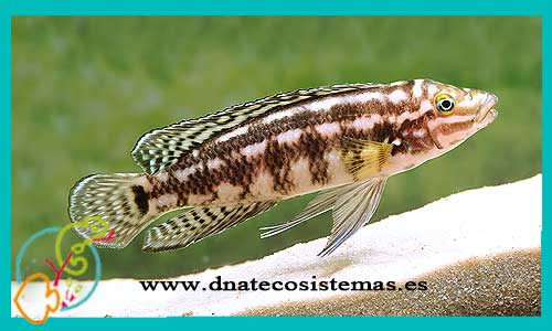 Julidochromis marlieri  4-5cm CCEE
