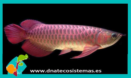 arowana-crossback-splendor-purple-base-albin-arowana-albina-arowana-majestick-red-violet-fusion-arowana-super-red-crimson-red-dnatecosistemas-tienda-de-peces-online-pez-dragon-