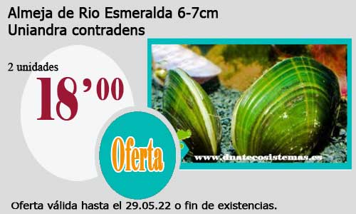 .Almeja de Rio Esmeralda 6-7cm