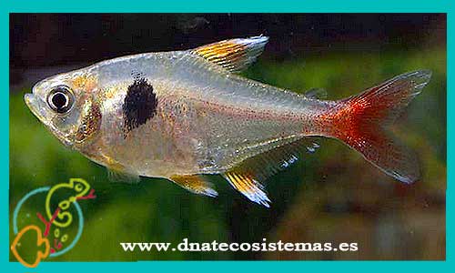 oferta-venta-tetra-roseus-2.5cm-ccee-hyphessobrycon-roseus-tienda-peces-bonitos-baratos-online-venta-peces-calidad-por-internet-tienda-mascotas-dnatecosistemas-tetra-color-rebajas-online