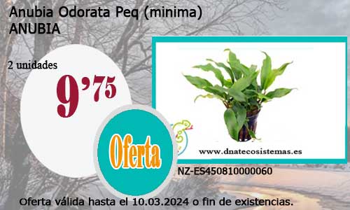 Anubia Odorata  Peq (minima).
