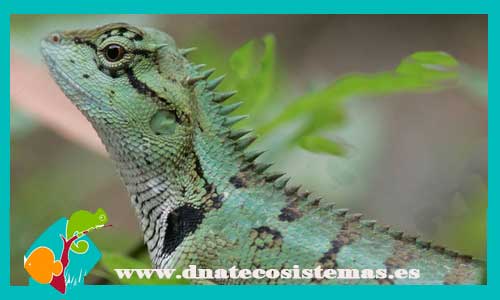 dragon-bandas-verdes-japalura-splendida-tienda-de-reptiles-online-venta-de-largartos-por-inernet-dragon-arboricola-barato-dnatecosistemas