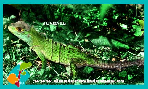 iguana-cola-espinosa-baby-ctenosaura-similis-tienda-de-reptiles-online-internet-reptiles-baratos-terrarios-tienda-reptiles-iguana-lagarto