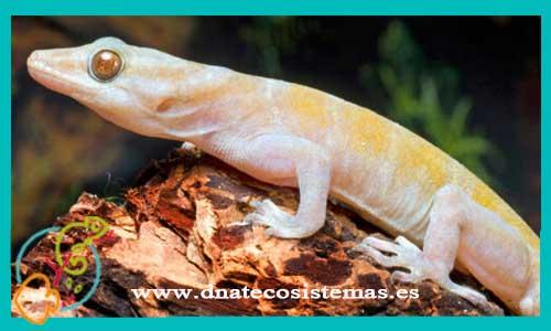 oferta-venta-gecko-dorado-m-ccee-gecko-ulikovskii-tienda-de-reptiles-baratos-online-venta-de-geckos-economicos-por-internet-tienda-mascotas-rebajas-online