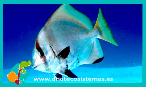 platax-batavianus-tienda-de-peces-online-peces-por-internet-mundo-marino-todo-marino