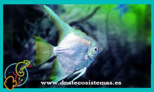 oferta-venta-escalar-azul-albino-3-3,5cm-ccee-pterophyllum-scalare-tienda-peces-escalares-baratos-online-venta-peces-tropicales-economicos-por-internet-tienda-mascotas-dnatecosistemas-rebajas-online