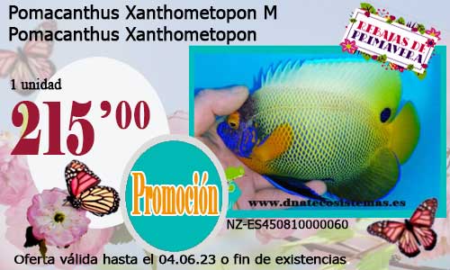17-05-23-pomacanthus-xathometopon-juv-tienda-de-peces-online-peces-por-internet-mundo-marino-todo-marino