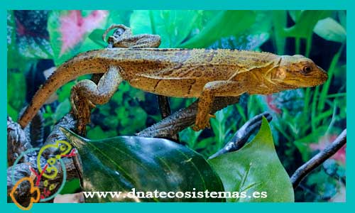 oferta-iguana-cola-espinosa-m-ctnosaura-quinquecarinata-tienda-de-reptiles-online-internet-reptiles-baratos-terrarios-tienda-reptiles-iguana-lagarto