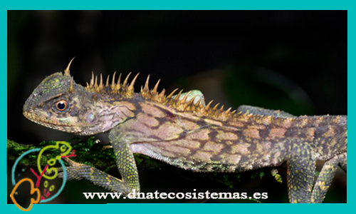 acanthosaurio-armata-hembra-m-l-acanthosaura-capra-dnatecosistemas-venta-online-de-repitiles-internet-reptiles-baratos
