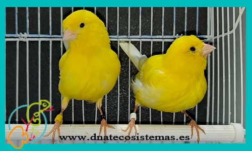 oferta-canario-amarillo-tienda-de-animales-mascotas-pajaros-online-venta-de-pajaros-por-internet