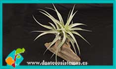 tillandsia-cacticola-hybrid-diametro-20cm-altura-15cm-tienda-online-de-productos-para-terrarios