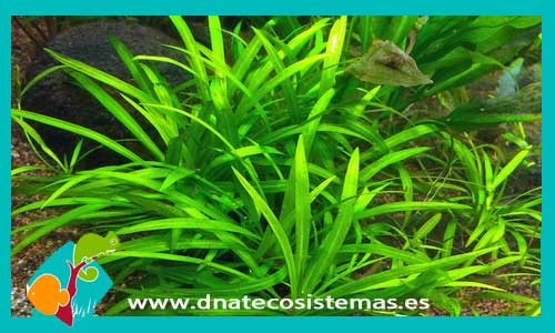 echinodorus-magdalensis-plantas-de-acuarios-de-agua-dulce