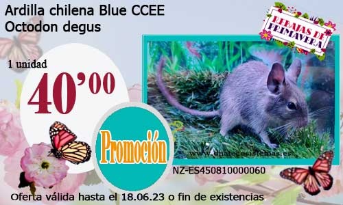 Ardilla chilena Blue CCEE.