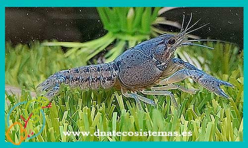 oferta-venta-langosta-azul-cherax-4-5cm-sel-quadricarinatus-venta-de-cangrejos-online-venta-de-peces-online-tienda-de-animales-madrid