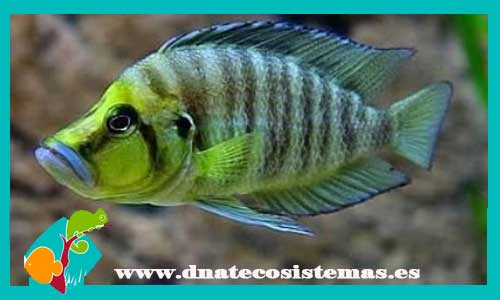 lamprologus-compressices-kasanga-goldhead-3-4cm-venta-peces-online-tanganica