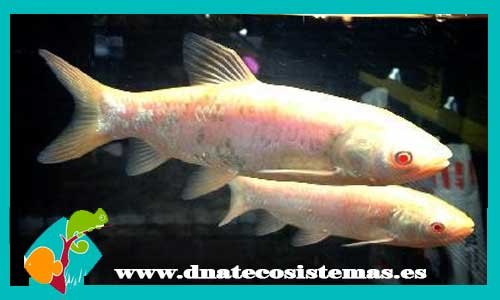 grande-amur-carpa-herbivora-albina-5-8cm-venta-de-peces-online-tienda-de-peces-online