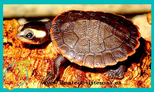 oferta-tortuga-payaso-emydura-4cm-sel-subglosbosa-tienda-de-reptiles-online-venta-tortuga-por-internet-tiendamascotasonline-barato-economico