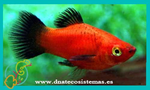 platy-wagtail-rojo-3.5-4-cm-macho-venta-de-peces