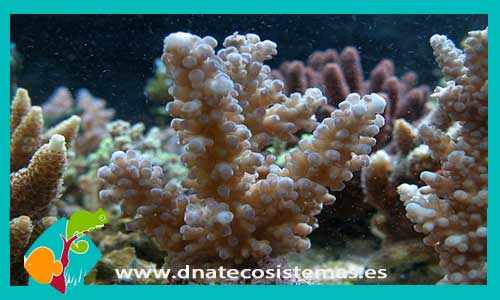 acropora-coral-duro-tienda-de-peces-online-venta-de-coral-por-internet