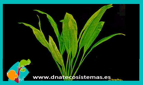 echinodorus-bleheri-plantas-para-acuarios-de-agua-dulce