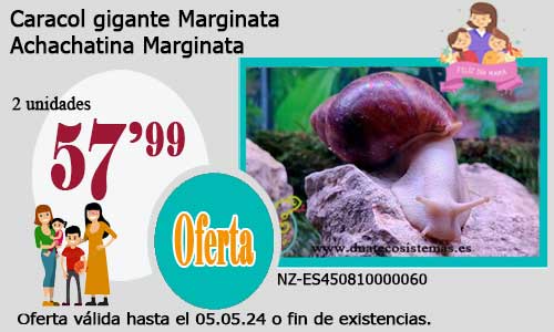 17-04-24-oferta-venta-caracol-gigante-marginata-archachatina-camerunensis-dnatecosistemas-ventaonline-venta-de-invertebrados-internet-anfibios-baratos-terrarios-