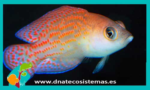 pholidochromis-cerasina-tienda-de-peces-online-peces-por-internet-mundo-marino-todo-marino