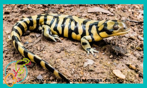 salamandra-tigre-ambystoma-mavortium-venta-de-reptiles-anfibios-online-venta-de-camaleones-online-tienda-online-de-reptiles