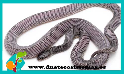 serpiente-negra-rugosa-africana-mehelya-crossi-venta-de-serpiente-barata