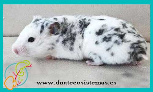 oferta-venta-hamster-comun-marmol-mesocricetus-auratus-tienda-de-mamiferos-baratos-online-venta-de-mascotas-economicas-por-internet-tienda-hamster-relago-online