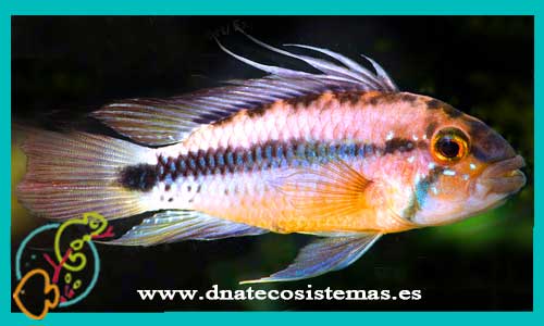 oferta-venta-apistograma-atahualpa-3-4cm-ccee-apistogramma-agasizi-viejita-cacatuoides-macmasteri-tienda-peces-online-venta-ciclidos-americanos-por-internet-tienda-mascotas-peces-rebajas-envio