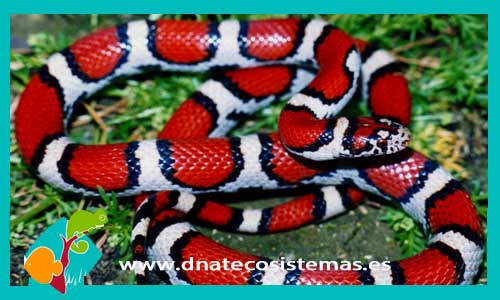 serpiente-falsa-coral-albina-lampropeltis-getula-sinaloae-tienda-de-reptiles-online-venta-de-reptiles-online
