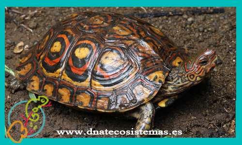 oferta-venta-tortuga-pintada-bosque-m-ccee-rhinoclemmys-pulcherrima-manni-tienda-reptiles-baratos-online-venta-tortugas-economicas-por-internet-tienda-mascotas-rebajas-online