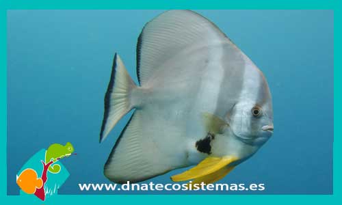 platax-teira-tienda-de-peces-online-peces-por-internet-mundo-marino-todo-marino