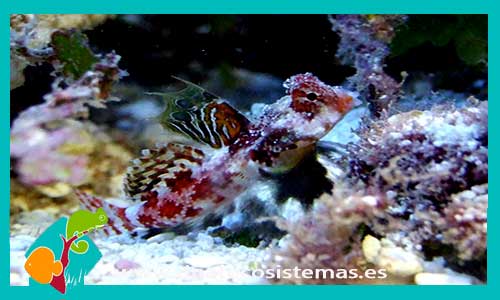 synchiropus-stellatus-marmolatus-tienda-de-peces--online-peces-por-internet-mundo-marino-todo-peces-accesorios-comida-congelada