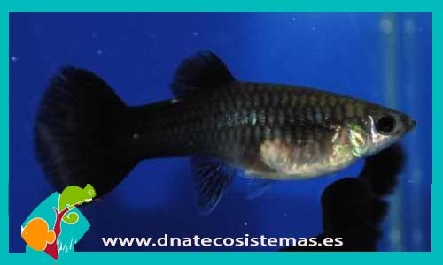 guppy-hembra-female-black-moscu-selecto-blue-darck-moscu-tienda-de-peces-dnatecosistemas-poison-peixe