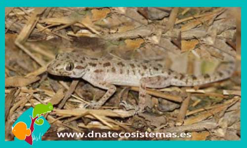 gecko-de-egipto-cyrtopodion-scabrum-tienda-de-reptiles-online-venta-reptiles-online