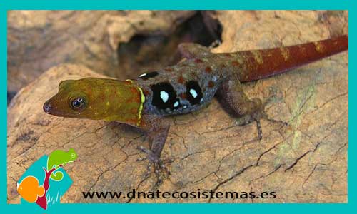 gecko-enano-de-cerro-copey-gonatodes-machelae-tienda-de-reptiles-online