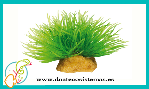 magic-plant1-3udes-especial-aquascaping-dnatecosistemas-tienda-online-de-plantas-y-accesorios-de-aquascaping-acuarios-productos-de-acuariofilia-venta-de-peces-baratos