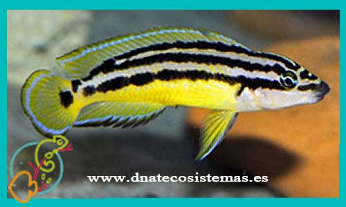 oferta-venta-julidochromis-ornatus-kasenga-3cm-ccee-marlieri-magara-black-dickfeldi-regani-transcriptus-tienda-peces-baratos-online-venta-peces-lago-tanganica-por-internet-tienda-mascotas-peces-africanos-rebajas