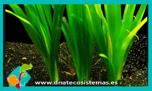 vallisneria-gigantea-plantas-para-acuarios-de-agua-dulce