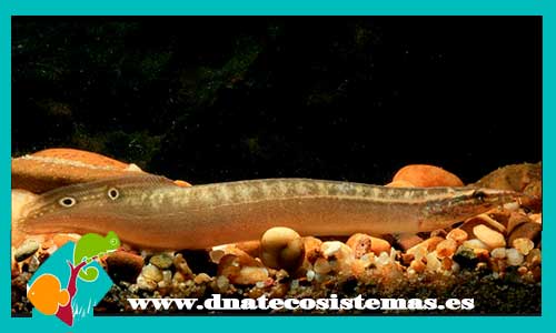 anguila-cinta-mastacembelus-siamensis-armatusanguila-leopardo